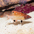 Diana Hogfish  (click for more detail)