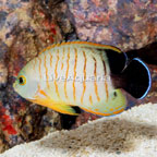 Eibli Angelfish (click for more detail)