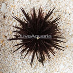 Rock Boring Urchin (click for more detail)