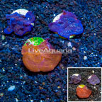 LiveAquaria® Cultured Photosynthetic Plating Blue & Red Sponges, Three Pack (click for more detail)