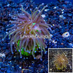 LiveAquaria® Cultured Torch Coral (click for more detail)