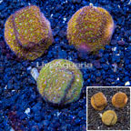 LiveAquaria® Cultured Leptoseris Coral, Three Pack (click for more detail)