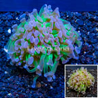 LiveAquaria® Cultured Hammer Coral (click for more detail)