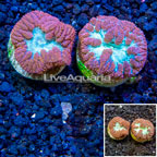 LiveAquaria® Cultured Blastomussa Coral, Two Pack (click for more detail)
