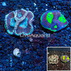 LiveAquaria® Cultured Goniastrea Brain Coral, Two Pack (click for more detail)