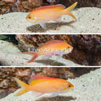 Dispar Anthias, Trio (click for more detail)