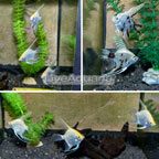 Assorted Angelfish 8 Lot (click for more detail)