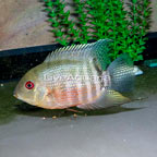 Tiger Severum Cichlid (click for more detail)