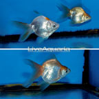Gold Ryukin Goldfish, Trio (click for more detail)