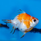 Calico Ryukin Goldfish (click for more detail)