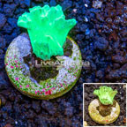 LiveAquaria® Cultured Cabbage Leather Coral  (click for more detail)