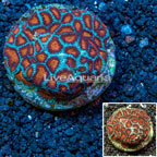 Favia Coral Indonesia (click for more detail)