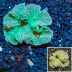 Cabbage Leather Coral Vietnam (click for more detail)