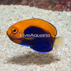 Flameback Angelfish  (click for more detail)