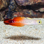 Firefish Goby (click for more detail)