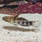 Sleeper Banded Goby (click for more detail)