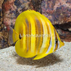 Rainford's Butterflyfish  (click for more detail)