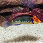 Red Head Solon Fairy Wrasse (click for more detail)