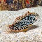 Leopard Wrasse (click for more detail)