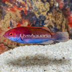 Bluehead Fairy Wrasse (click for more detail)