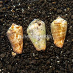 Orange Lip Conch Snail, 3-Lot (click for more detail)