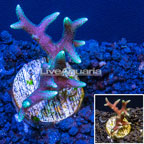 LiveAquaria® Green Polyp Birdsnest Coral (click for more detail)