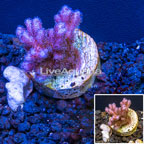 LiveAquaria® Cultured Pink Pocillopora Coral (click for more detail)