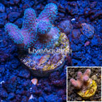 LiveAquaria® Cultured, Green Polyp Catspaw Coral (click for more detail)