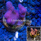 LiveAquaria® Cultured Catspaw Coral  (click for more detail)
