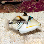 Humu Picasso Triggerfish (click for more detail)