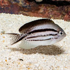 Lamarck Angelfish (click for more detail)