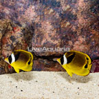 Raccoon Butterflyfish, Pair (click for more detail)