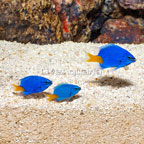 Yellowtail Damselfish, Trio  (click for more detail)