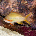 Huchtii Anthias, Male (click for more detail)