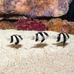 Three Stripe Damselfish, Trio (click for more detail)