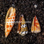 Halloween Hermit Crab,Trio (click for more detail)