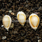 Gold Ring Cowrie, Trio (click for more detail)