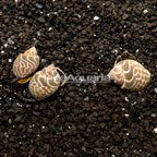 Babylon Snail, Trio (click for more detail)