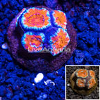 LiveAquaria® Cultured Acan Lord Coral (click for more detail)