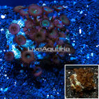 Protopalythoa Coral Indonesia (click for more detail)