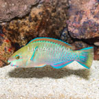 Quoyi Parrotfish (click for more detail)