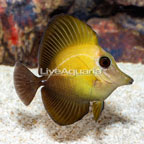 Scopas Tang [Blemish] (click for more detail)