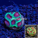 LiveAquaria® Cultured Favia Coral  (click for more detail)