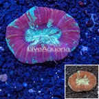 Open Brain Coral Australia (click for more detail)
