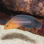 Dilectus Dottyback (click for more detail)