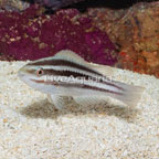Princess Parrotfish, Juvenile (click for more detail)
