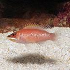 Pin Stripe Wrasse (click for more detail)