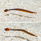 Bluestripe Pipefish, Pair EXPERT ONLY (click for more detail)