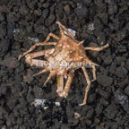 Indoensia Decorator Crab (click for more detail)