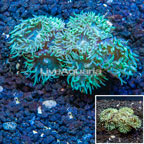 LiveAquaria® Cultured Ultra Duncan Coral (click for more detail)